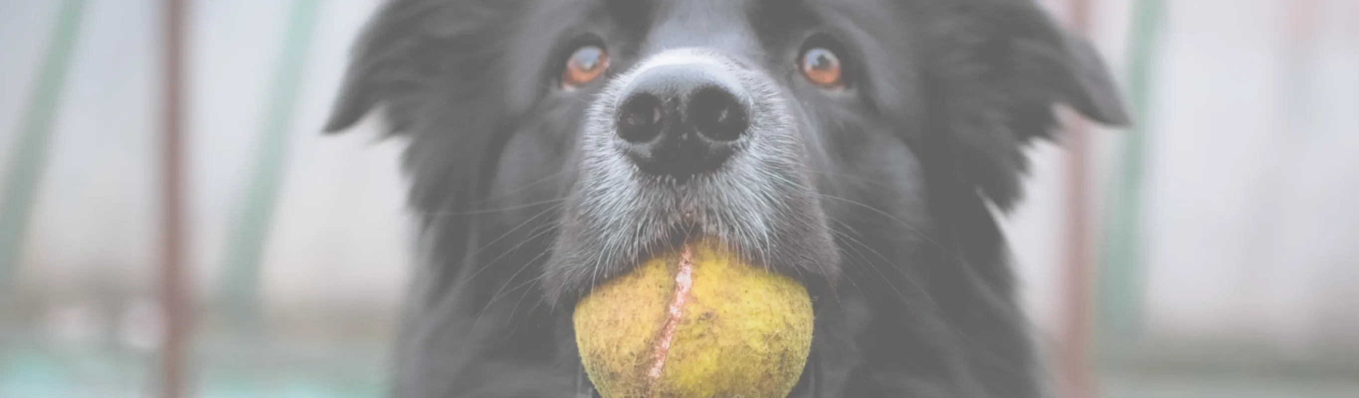 Dog holding a tennis ball in his mouth